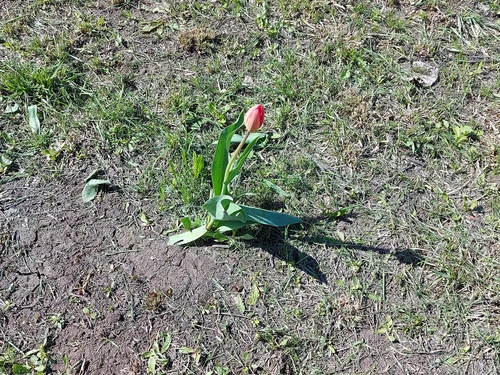Tulipa gesneriana