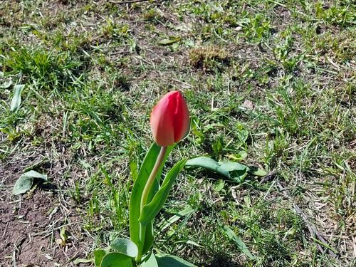 Tulipa gesneriana