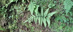 Deparia