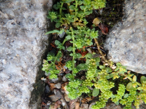 Plikasis skleistenis nuotrauka