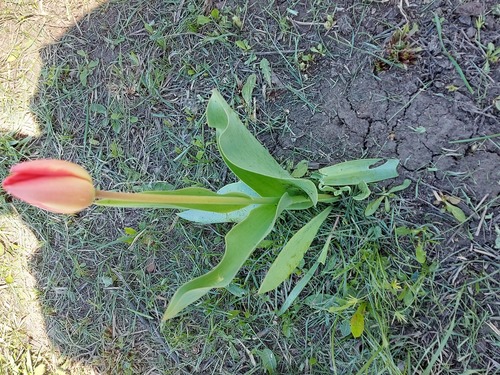 Tulipa gesneriana
