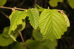 Corylus avellana
