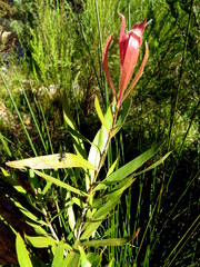 Melaleuca viminalis viminalis