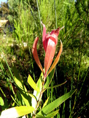 Melaleuca viminalis viminalis
