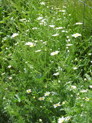 Anacyclus