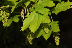 Acer pseudoplatanus