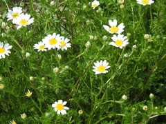 Anacyclus