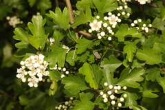 Crataegus monogyna