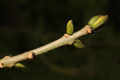 Fraxinus excelsior