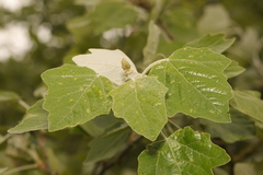 Populus alba