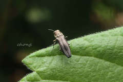 Agrilini