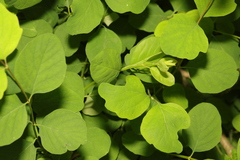 Symphoricarpos albus