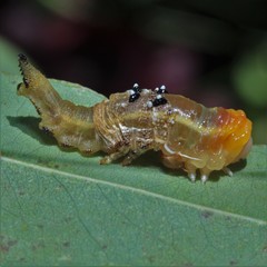 Lophyrotoma interrupta