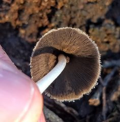 Coprinellus truncorum