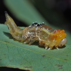 Lophyrotoma interrupta