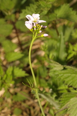Cardamine pratensis