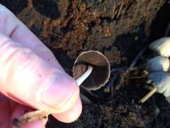 Coprinellus truncorum