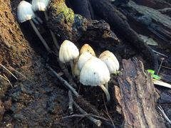 Coprinellus truncorum