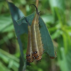 Lophyrotoma interrupta