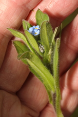 Myosotis arvensis