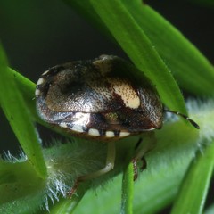 Aspideurus flavescens