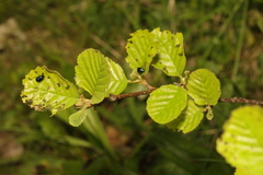 Alnus glutinosa