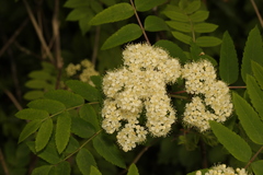Sorbus aucuparia