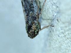 Tachycixius