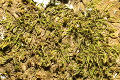 Cryphaea heteromalla