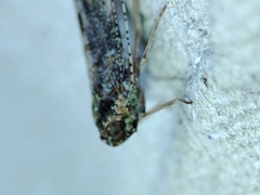 Tachycixius
