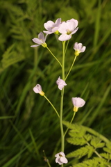 Cardamine pratensis