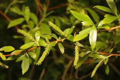 Salix alba