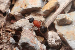 Neotrogaspidia pustulata