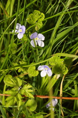 Veronica filiformis