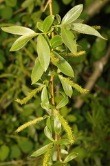Salix alba