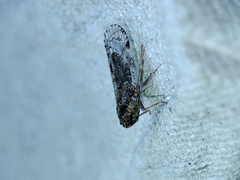 Tachycixius
