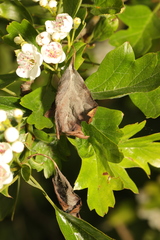 Monilinia johnsonii