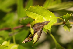 Monilinia johnsonii