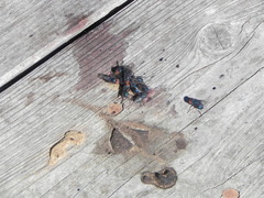 Compsomyiops callipes