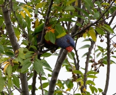 Trichoglossus moluccanus