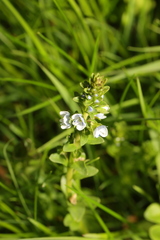 Veronica serpyllifolia