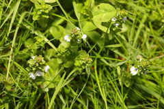 Veronica serpyllifolia