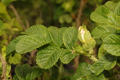 Rosa rugosa