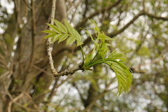 Fraxinus excelsior