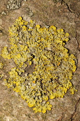 Xanthoria parietina