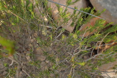 Diosma prama