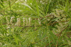 Salix viminalis