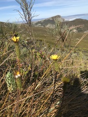 Ursinia quinquepartita