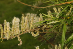Salix viminalis