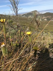 Ursinia quinquepartita